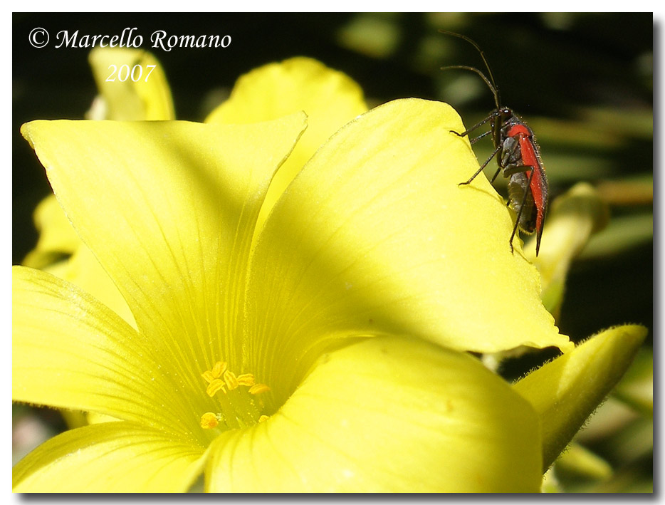 Album di eterotteri fotografati in Sicilia nel 2007